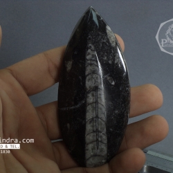 ฟอสซิล Nautiloid ออโทเซอรัส (Orthoceras sp.) - จาก Morocco #OT003