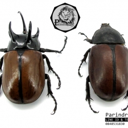 ซากด้วงกว่างซางกาญจนบุรี กว่างห้าเขา (Eupatorus sp.) ขนาด 57 mm. จากภาคตะวันตกของประเทศไทย