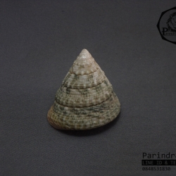 เปลือกหอยนมสาวลายเขียว Trochus ขนาด 2 นิ้ว สำหรับตกแต่งหรือสะสม 2