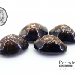 ขายเปลือกหอยเบี้ย หอยเบี้ยแก้ ขนาด 1.5 นิ้ว Monetaria caputserpentis