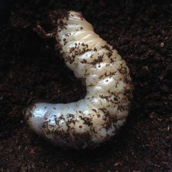 ขายตัวอ่อนหนอนด้วงมูดำ 1 คู่ (Trypoxylus dichotomus septentrionalis) ระยะ L3 จัดส่งไปรษณีย์ทั่วไทยครับ