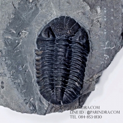 ฟอสซิล Trilobite Eldredgeops rana หายาก, USA #TLB011