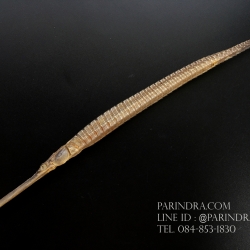 ปลาจิ้มฟันจรเข้ตากแห้งสนิท #FPF001