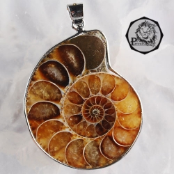 จี้สร้อยคอฟอสซิลหอยแอมโมไนท์ สีน้ำตาลไหม้ หายาก สมบูรณ์มาก แร่เต็ม สำหรับห้อยคอ หรือพวงกุญแจ คัดสวยพิเศษ ACC5