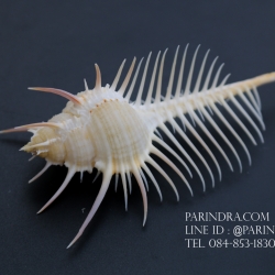 หอยสังข์หวี หอยสังข์หนาม (Murex pecten) ขนาด นิ้ว #MUREX005