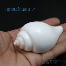 หอยสังข์อินเดียแท้ หอยสังข์เป่า หอยสังข์รดน้ำ (Turbinella pyrum) ขนาด 3 นิ้ว #TUP001