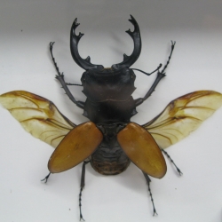 ด้วงกว่าง (Odontolabis mouhotii elegans) ในกรอบไม้สีน้ำตาล แบบกางปีก สำหรับตั้งโชว์ ขนาด 12.5x6x4 cm.