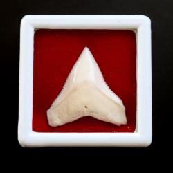 ซี่ฟันปลาฉลามขาวแท้ Shark Tooth ขนาดประมาณ 2.5 cm. ST001