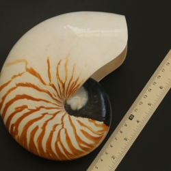 เปลือกหอยงวงช้าง นอติลุส Nautilus pompilus ขนาด 7 นิ้ว #003