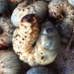 ขายตัวอ่อนหนอนด้วงแรดมะพร้าว (Oryctes rhinoceros) ระยะ L2-L3 จัดส่งไปรษณีย์ทั่วไทยครับ