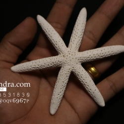 ปลาดาวแปลก มี 6 ขา หายากมาก ขนาด 4.5 นิ้ว สวยคัดพิเศษ RSF #008