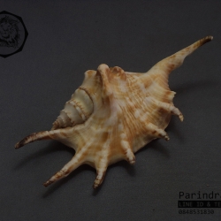 ขายเปลือกหอยจักรนารายณ์ Lambis สีจัด ขนาดเล็ก สวยๆ แต่งร้าน ตั้งโต๊ะทำงาน #LC005