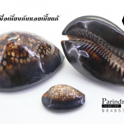 ขายเปลือกหอยเบี้ยหลังค่อม หอยเบี้ยควาย หอยเบี้ยครู #Mauritia mauritiana ขนาด 3 นิ้ว