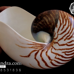 ขายเปลือกหอยงวงช้าง นอติลุส Nautilus pompilus ขนาด 7 นิ้ว (หายาก)