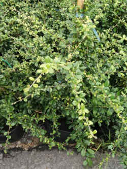 ไม้ประดับ