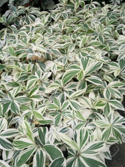 ไม้ประดับ