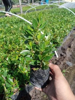 ไทรเกาหลี