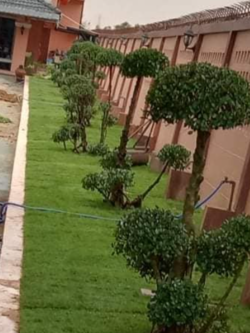 ไม้ประดับ