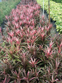 ไม้ประดับ