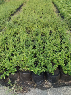 ไม้ประดับ