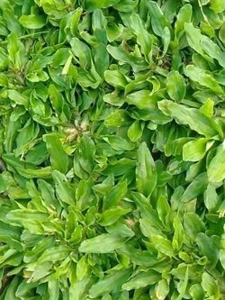 หญ้าไทเป