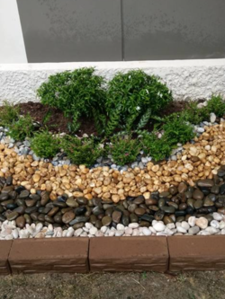 ไม้ประดับ