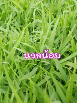 หญ้านวลน้อย