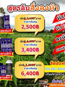 ชุดระเบิดหัวมัน สำหรับ 30 ไร่ ขึ้นไป