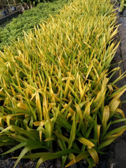 ไม้ประดับ