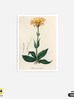 ภาพตกแต่งบ้านสำเร็จรูป Dahlberg Daisy VMA00026 #SOdAcollection #ภาพตกแต่งบ้านสไตล์มินิมอล #มินิมอล #MINIMAL