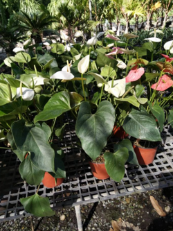 ไม้ประดับ