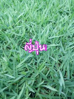 หญ้าญี่ปุ่น