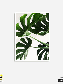 ภาพตกแต่งบ้านสำเร็จรูป Monstera Leaves มอนสเตอร่า VNA00009 #SOdAcollection #ภาพตกแต่งบ้านสไตล์ธรรมชาติ #ธรรมชาติ #NATURE