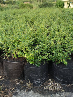 ไม้ประดับ