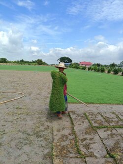 หญ้าเบอร์มิวด้า