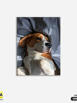 ภาพตกแต่งบ้านสำเร็จรูป Beagle Dog VPA00003 #SOdAcollection #ภาพตกแต่งบ้านสไตล์สัตว์ #สัตว์ #สัตว์เลี้ยง #ANIMAL
