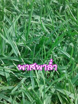 หญ้าพาสพาลั่ม