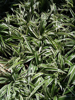 ไม้ประดับ