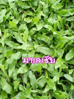 หญ้ามาเลย์