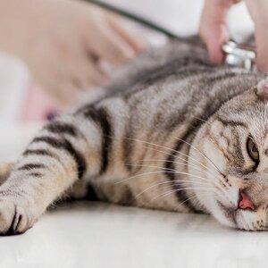 มารู้จักพยาธิในแมวกันเถอะ =^_^=