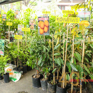 ขายส่งพันธุ์ไม้ผล โทร : 080-3296882 พันธุ์ไม้ผลราคาส่ง กิ่งพันธุ์ฝรั่งกิมจู ขายพันธุ์ไผ่ ต้นกล้ามะพร้าวน้ำหอม