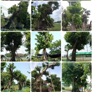 ไม้ล้อมจัดสวน โทร 096-8588145 จัดหาต้นไม้มงคล หินจัดสวน หินกาบ หินน้ำตก ญ้านวลน้อย หญ้าญี่ปุ่น