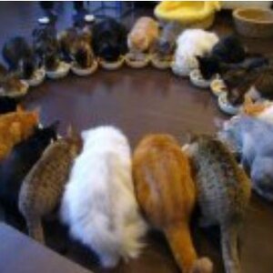 แมวในบ้านทะเลาะกัน ทำอย่างไรดี? (Cat Magazine) : เรื่อง : น.สพ.กมล ภาคย์ประเสริฐ