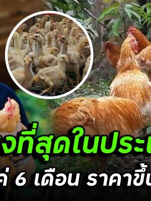 ‘ไก่เบตง’ สัญลักษณ์ใต้สุดแดนสยาม
