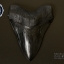 โมเดลจำลอง ฟันฉลามยักษ์เมกกาโลดอน Megalodon ขนาด 6 นิ้ว พร้อมฐานวาง #MGT006