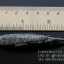 ฟอสซิล Nautiloid ออโทเซอรัส (Orthoceras sp.) - จาก Morocco #OT005