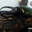 ด้วงกว่างตัวเต็มวัย Chalcosoma atlas (WD) ตัวป่าพม่าขนาด 85 mm.
