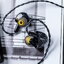 ZiiGaat xJaysAudioESTRELLA หูฟัง IEMs 6 ไดรเวอร์ 2DD+4BA ให้เสียงที่ดื่มด่ำและมีความเที่ยงตรงสูง ประกันศูนย์ไทย