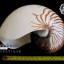 ขายเปลือกหอยงวงช้าง นอติลุส Nautilus pompilus ขนาด 7 นิ้ว (หายาก)