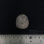 ฟอสซิลเม่นทะเล SAND DOLLAR (Dendraster gibbsii) หายาก #DDG01